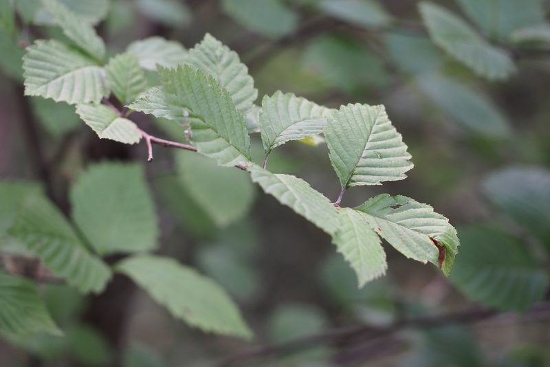 Micromeles japonica, photographed by harum.koh
