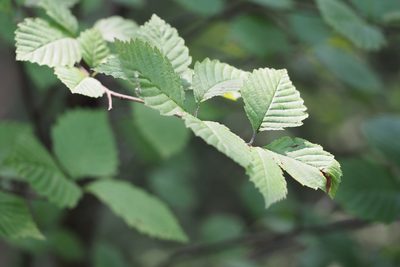 Micromeles japonica, photographed by harum.koh