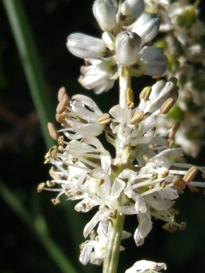 Hastingsia alba, photographed by rockybajada
