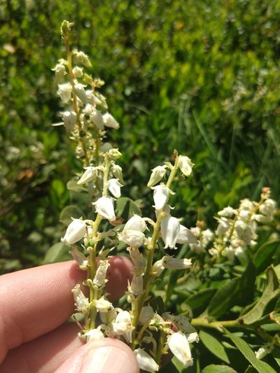 Leucothoe davisiae, photographed by rockybajada