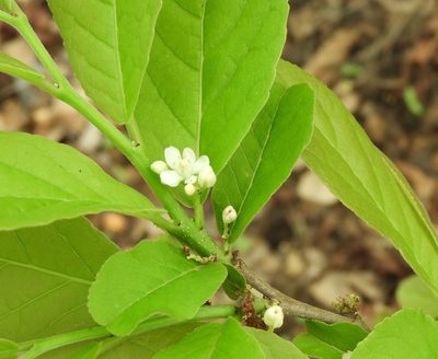 Casearia corymbosa, photographed by Francisco Farriols Sarabia