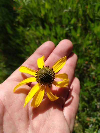 Rudbeckia klamathensis, photographed by rockybajada