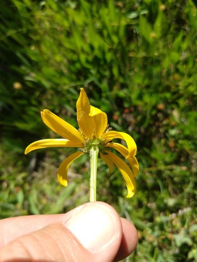 Rudbeckia klamathensis, photographed by rockybajada