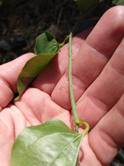 Smilax californica, photographed by rockybajada