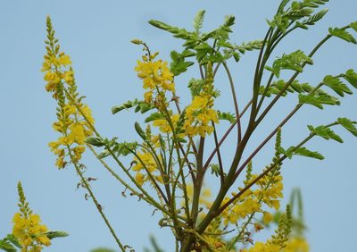 Conzattia sericea, photographed by Francisco Farriols Sarabia