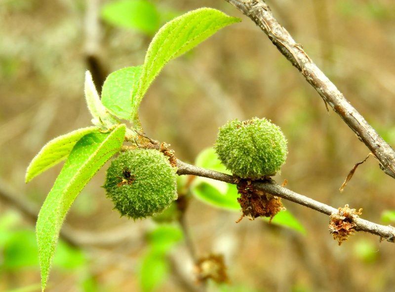 Croton lindquistii, photographed by Francisco Farriols Sarabia