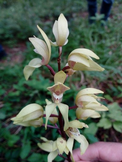 Govenia superba, photographed by Dante S. Figueroa