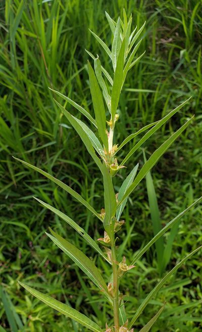 Ludwigia polycarpa, photographed by aarongunnar