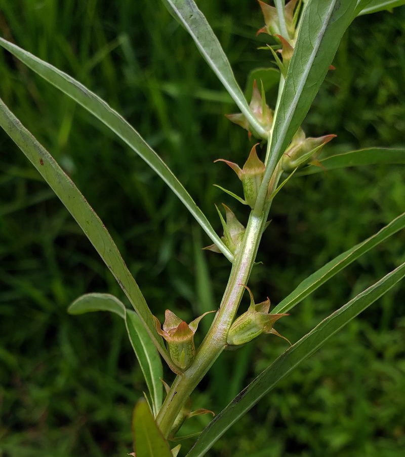 Ludwigia polycarpa, photographed by aarongunnar