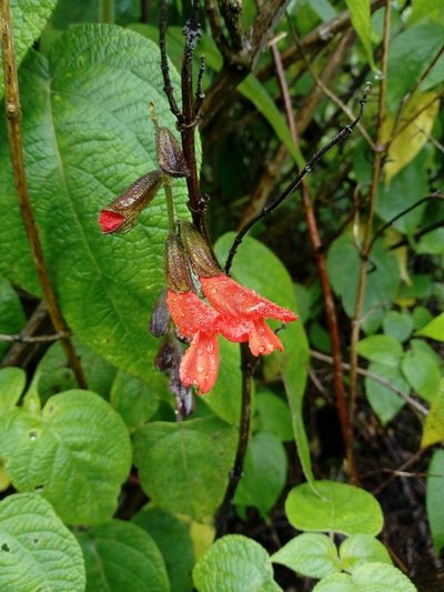Salvia gesneriiflora, photographed by Dante S. Figueroa
