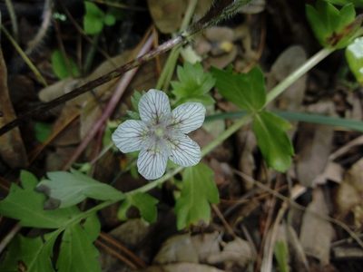 Phacelia platycarpa, photographed by Dante S. Figueroa