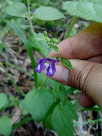 Scutellaria dumetorum, photographed by Dante S. Figueroa