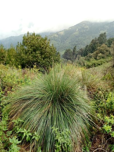 Muhlenbergia macroura, photographed by Dante S. Figueroa