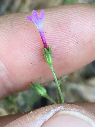 Allophyllum divaricatum, photographed by Adam J. Searcy