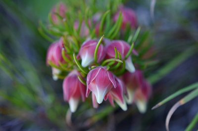 Erica lanuginosa, photographed by Sam McCarren