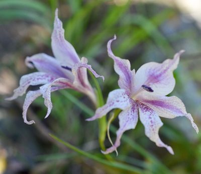 Gladiolus maculatus, photographed by Sam McCarren