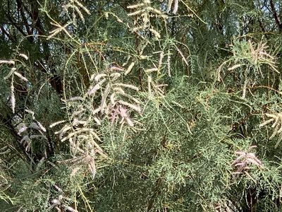 Tamarix chinensis, photographed by CK2AZ
