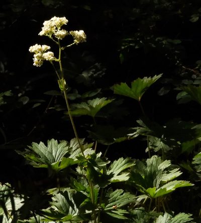 Boykinia major, photographed by desertnaturalist