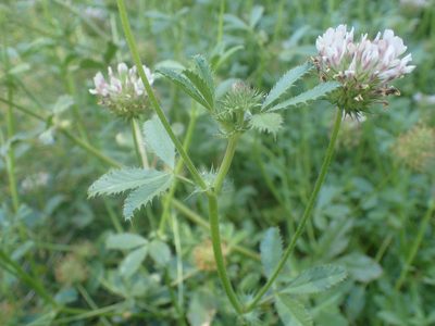 Trifolium obtusiflorum, photographed by Scott Yarger