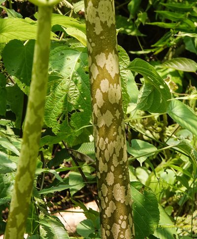 Amorphophallus bulbifer, photographed by Rejoice Gassah