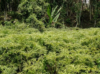 Amorphophallus bulbifer, photographed by Rejoice Gassah