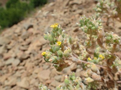 Mentzelia micrantha, photographed by Scott Yarger