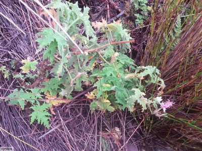 Pelargonium hispidum, photographed by Chris Vynbos