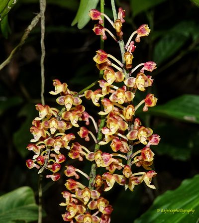 Robiquetia succisa, photographed by Rejoice Gassah