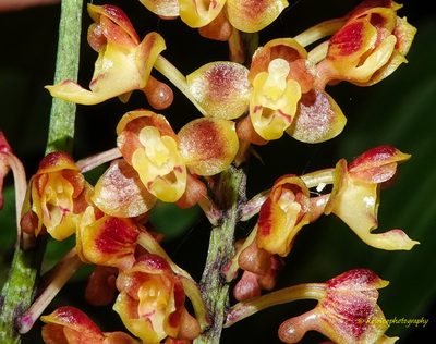 Robiquetia succisa, photographed by Rejoice Gassah