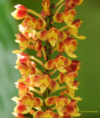 Robiquetia succisa, photographed by Rejoice Gassah