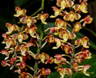 Robiquetia succisa, photographed by Rejoice Gassah