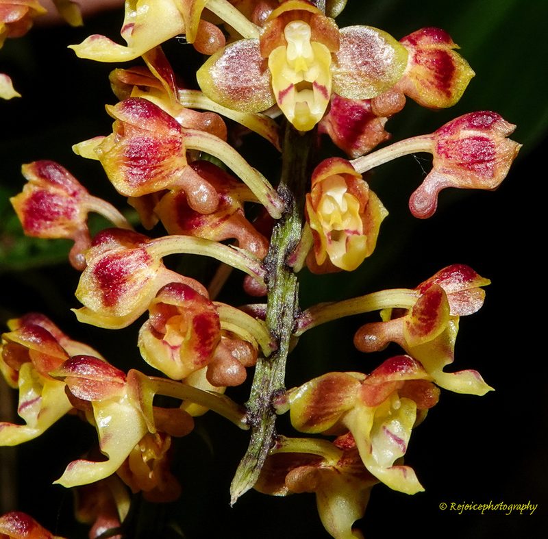 Robiquetia succisa, photographed by Rejoice Gassah