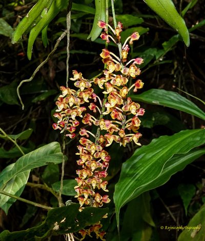 Robiquetia succisa, photographed by Rejoice Gassah