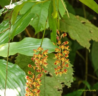 Robiquetia succisa, photographed by Rejoice Gassah