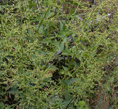 Scrophularia desertorum, photographed by Jesse Rorabaugh
