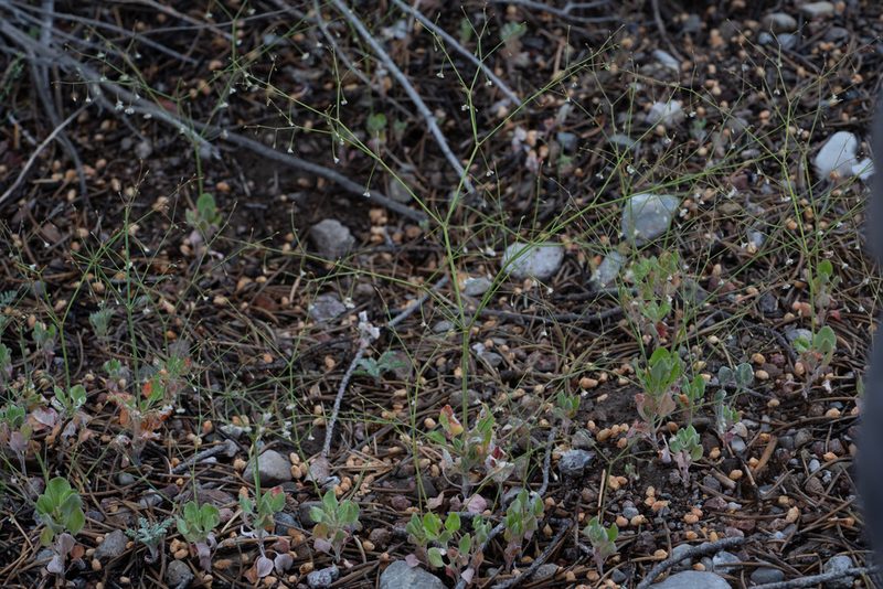 Eriogonum watsonii, photographed by Jesse Rorabaugh