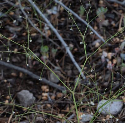 Eriogonum watsonii, photographed by Jesse Rorabaugh