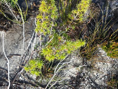 Cliffortia dregeana, photographed by Chris Vynbos