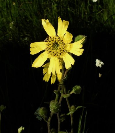Kyhosia bolanderi, photographed by desertnaturalist