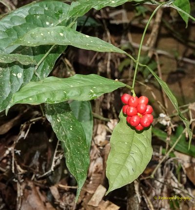 Gnetum gnemon, photographed by Rejoice Gassah