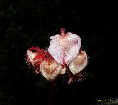 Begonia tripurensis, photographed by Rejoice Gassah