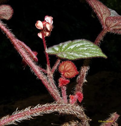 Begonia tripurensis, photographed by Rejoice Gassah