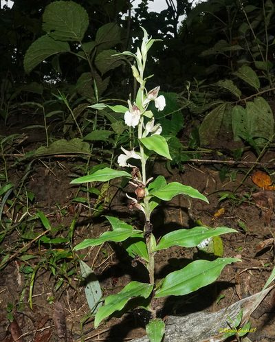 Brachycorythis helferi, photographed by Rejoice Gassah