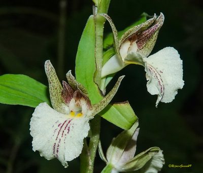 Brachycorythis helferi, photographed by Rejoice Gassah