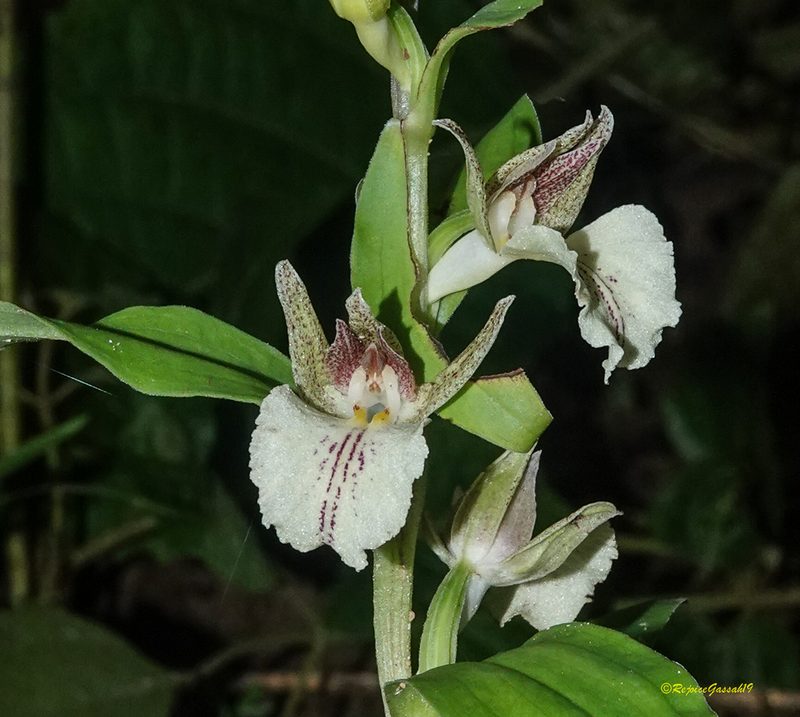 Brachycorythis helferi, photographed by Rejoice Gassah