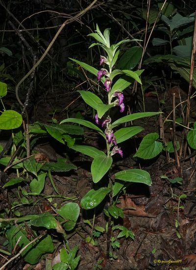 Brachycorythis helferi, photographed by Rejoice Gassah