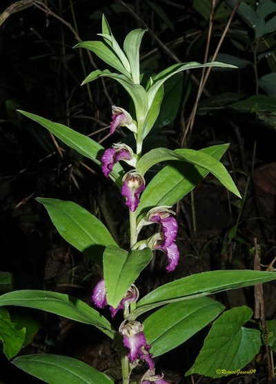 Brachycorythis helferi, photographed by Rejoice Gassah