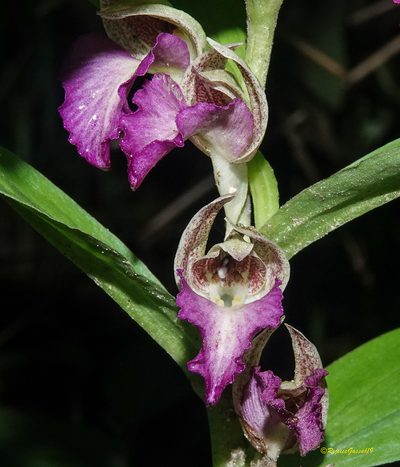 Brachycorythis helferi, photographed by Rejoice Gassah