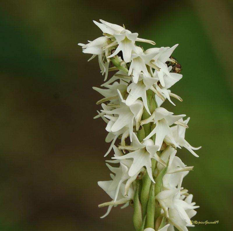 Peristylus constrictus, photographed by Rejoice Gassah