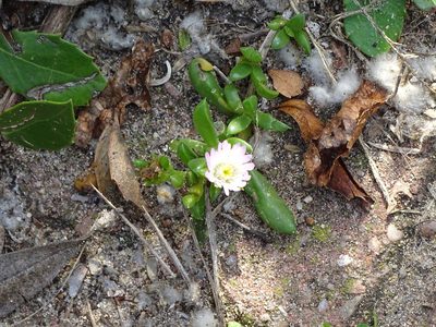 Delosperma litorale, photographed by Shaun Swanepoel